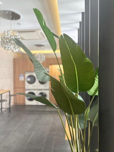 a green plant in a room with a kitchen at Hotel The Designers Incheon in Incheon