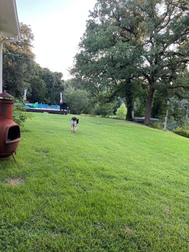 a dog walking in the grass in a field at Gated Estate Escape! Three BR in Bastrop