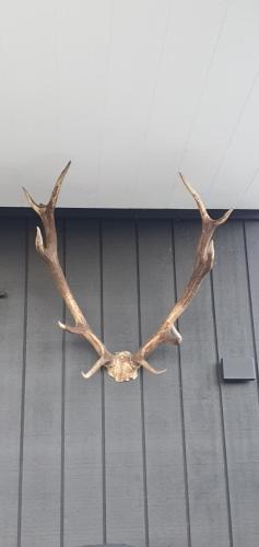 a pair of antlers hanging from a ceiling at Te Tirohanga (The View) in Taumarunui