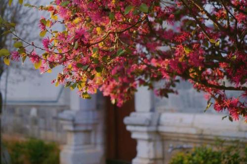a tree with pink flowers in front of a building at No.3 Garden Hotel in Pi-chi Kuan