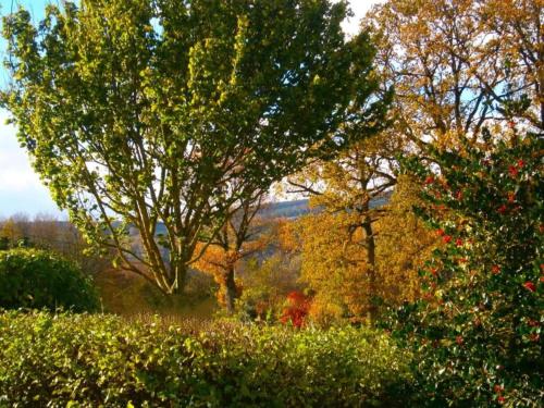 a group of trees and bushes in a field at Seneric Chalet, Trois-Ponts in Trois-Ponts