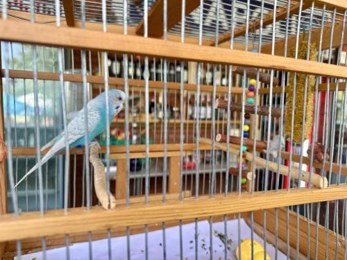 a blue parrot is sitting in a cage at Napoli Nataxtari hotel,pool,bar,kamping in Natakhtari