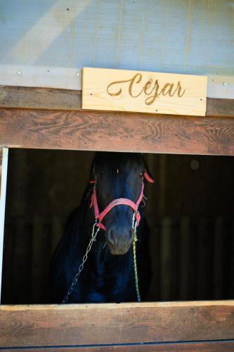 a horse is looking out of a window at Agropensiune Lupu 