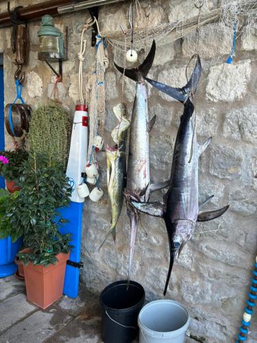 a bunch of fish hanging on a wall at Studio Sea View Steps to Przno beach w Parking Villa Olive in Pržno