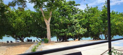 a tree on the beach with people in the background at Villa Colonial Room 7 in Río San Juan