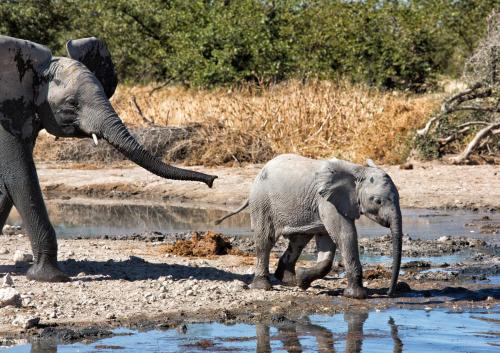 Φωτογραφία από το άλμπουμ του Safarihoek Lodge σε Kamanjab