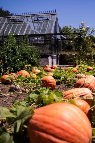 a bunch of pumpkins growing in a garden at Vinte-Quinta da Boavista in Ponte de Lima