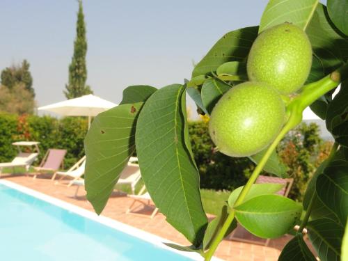a tree with green fruit next to a swimming pool at Poggio Novello in Peccioli