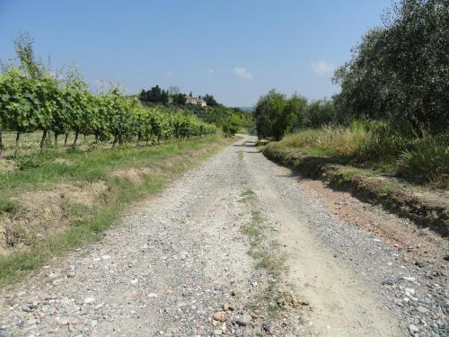 a dirt road next to a row of vines at Poggio Novello in Peccioli
