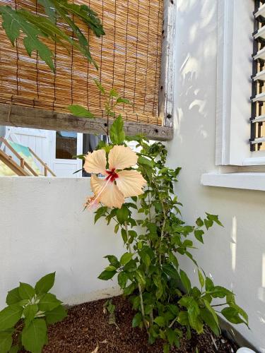 a flower on a window sill next to a building at La Kaz Banian in Saint-Pierre