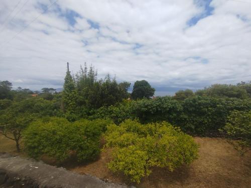 a group of bushes and trees on a field at Bragada Stonehouse in São Roque do Pico