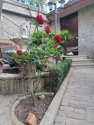 a small tree with red roses in a garden at Doctor's House in Tepelenë