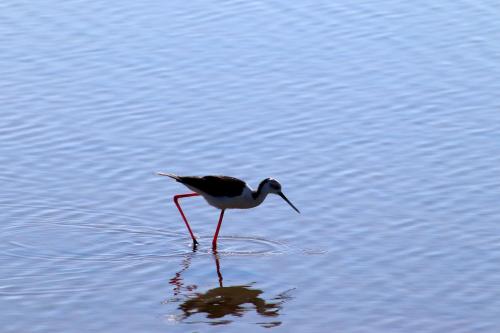 a bird with long legs standing in the water at Moinhos das Marés in Fuzeta
