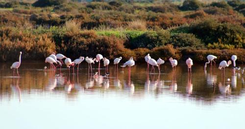 a flock of flamingos standing in the water at Moinhos das Marés in Fuzeta