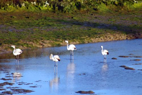 a group of flamingos standing in the water at Moinhos das Marés in Fuzeta