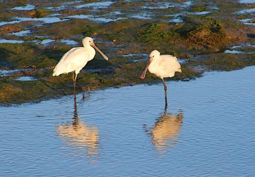 two white birds standing in the water at Moinhos das Marés in Fuzeta
