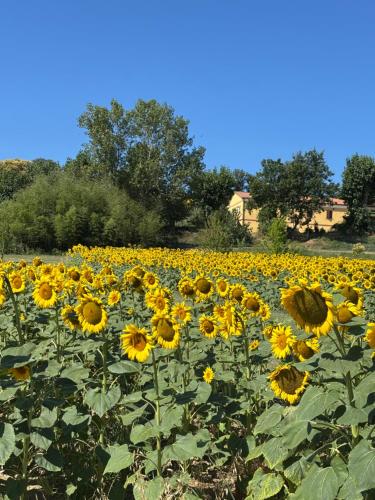 a field of sunflowers on a sunny day at Agriturismo Fattoria Del Colle By Enrico in Casa Cappanera
