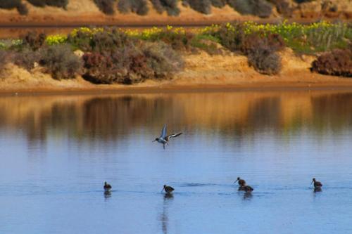 a group of birds swimming in the water at Moinhos das Marés in Fuzeta