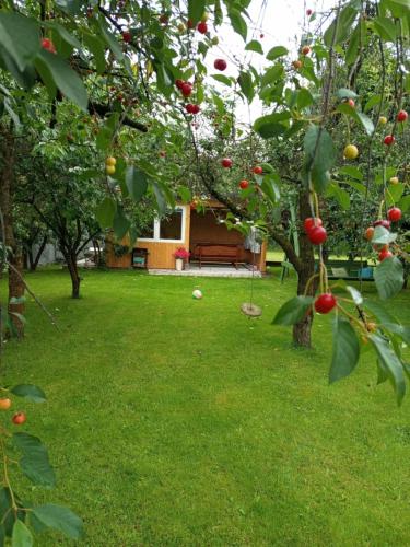 an apple tree with apples on it in a yard at Agroturystyka W kurniku z jacuzzy in Lubań