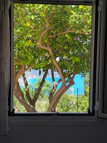 a window with a view of a tree at Sofias house at Agkona Kefalonia in Angón
