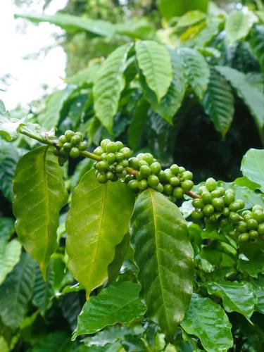 a bunch of green berries on a tree with leaves at Suvi Homestay - Coorg in Ammatti