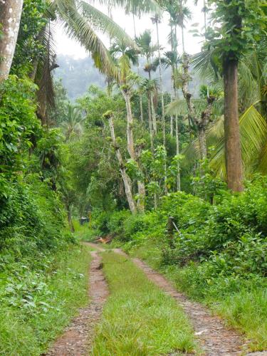a dirt road in a jungle with palm trees at Suvi Homestay - Coorg in Ammatti