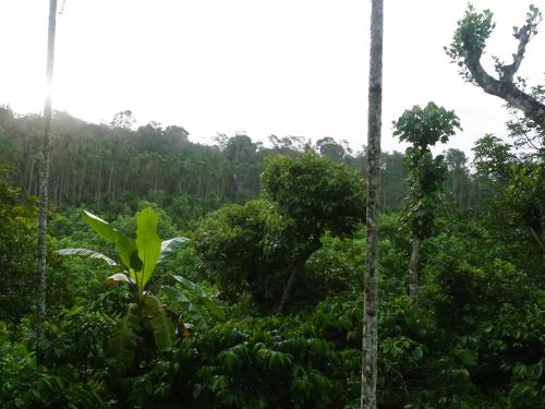 a forest filled with trees and lush green foliage at Suvi Homestay - Coorg in Ammatti