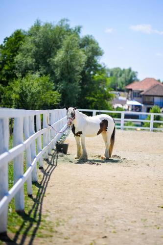 a horse standing next to a white fence at Agropensiune Lupu 