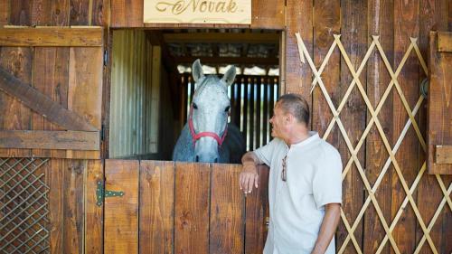 a man looking at a horse behind a wooden gate at Agropensiune Lupu 