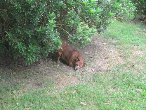 a brown dog laying in the grass under a bush at Casa dos avós in Canas de Senhorim