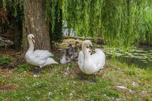 a group of white geese standing next to a tree at 2 Bed in Stalham oc-u32571 in Stalham