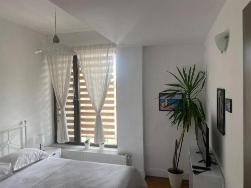 ブカレストにあるLovely Apartment in Villa in Bucharestのベッドルーム1室(ベッド1台付)、植物のある窓が備わります。