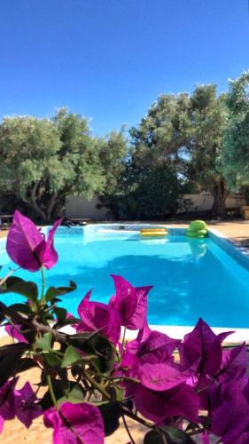 Gallery image of Top hill Gardens- Jacuzzi-7m from Airport in Koropíon