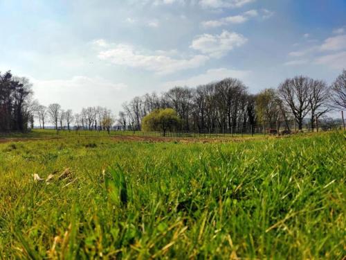 Gallery image of Scherpenheuvel Garden Home in Scherpenheuvel-Zichem