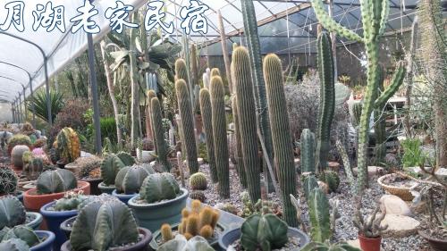 a group of cactus plants in a greenhouse at Moon Lake House Inn in Xinshe