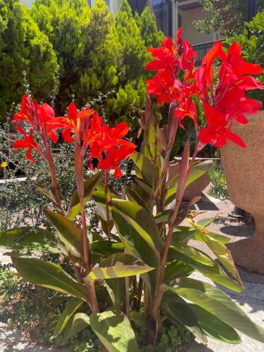 a plant with red flowers in a garden at Vasilios Marinos Rooms in Korinthos