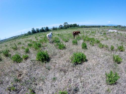 two cows are standing in a field at Villa Enli in Capalbio