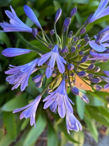 a close up of a blue flower at Chadenn in Lannion