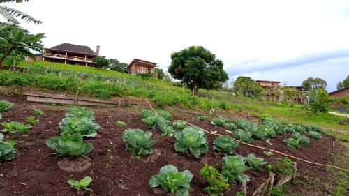 a garden with cabbage plants in the dirt at Umutuzo Lodge Kivu Lake in Buhoro
