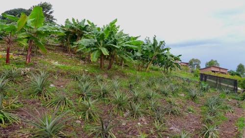 a row of palm trees on a hill at Umutuzo Lodge Kivu Lake in Buhoro