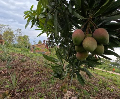 a bunch of green mangoes hanging from a tree at Umutuzo Lodge Kivu Lake in Buhoro