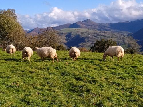 a herd of sheep grazing in a grassy field at Apartamento Larrazu II Agroturismo Baztán in Arráyoz