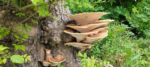 a group of mushrooms growing on the side of a tree at Blue Moon Self Catering Accommodation in Dunkineely
