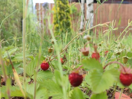 a garden with strawberries growing in the grass at Brzozowe Ostrowie in Kozłowo