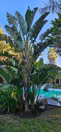 a large palm tree next to a swimming pool at Complejo Aramis Chapadmalal in Chapadmalal
