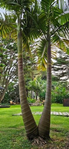 two palm trees in a park with green grass at Complejo Aramis Chapadmalal in Chapadmalal