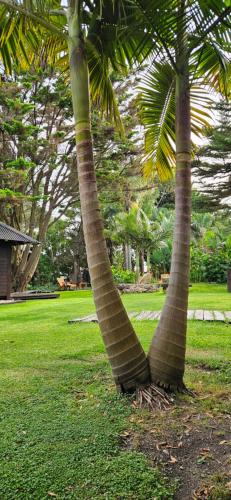 two palm trees with wraps around their trunks in a park at Complejo Aramis Chapadmalal in Chapadmalal