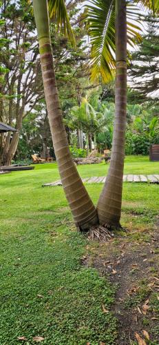 two palm trees with wraps around their trunks in a park at Complejo Aramis Chapadmalal in Chapadmalal