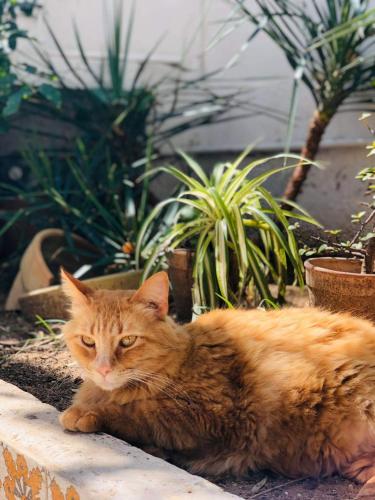 an orange cat laying on the ground next to plants at The 18, Marsa Guest House in La Marsa
