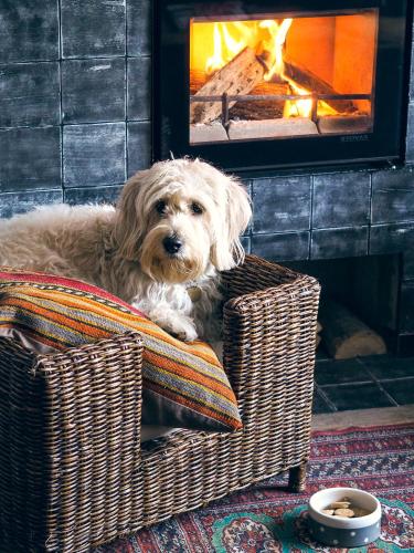 a dog sitting in a wicker chair in front of a fireplace at Artist Residence Cornwall in Penzance